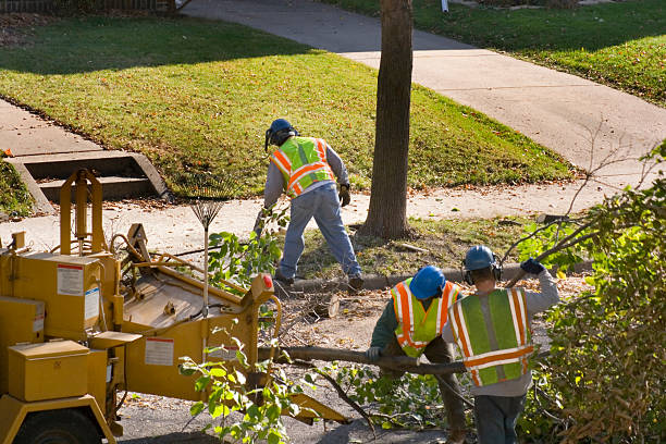 The Steps Involved in Our Tree Care Process in Highland City, FL